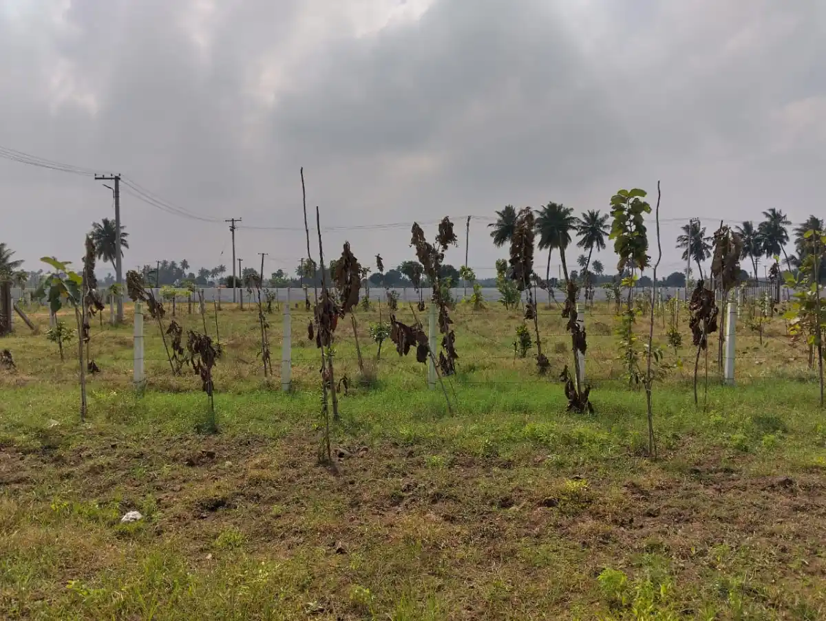 Celebrity Farm Chengalpattu