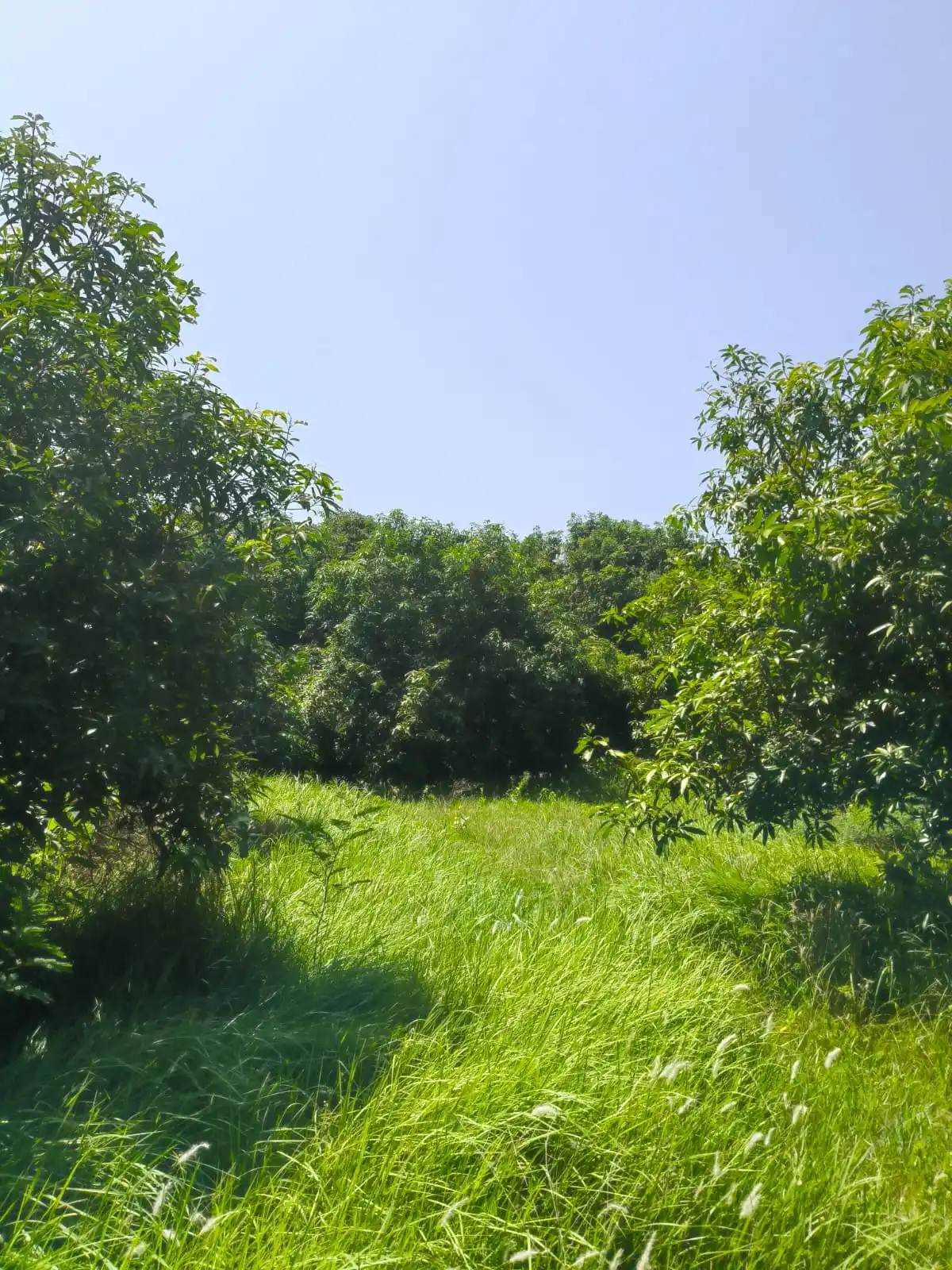 Farmland in Arcot kuppam Arcot kuppam photo 3