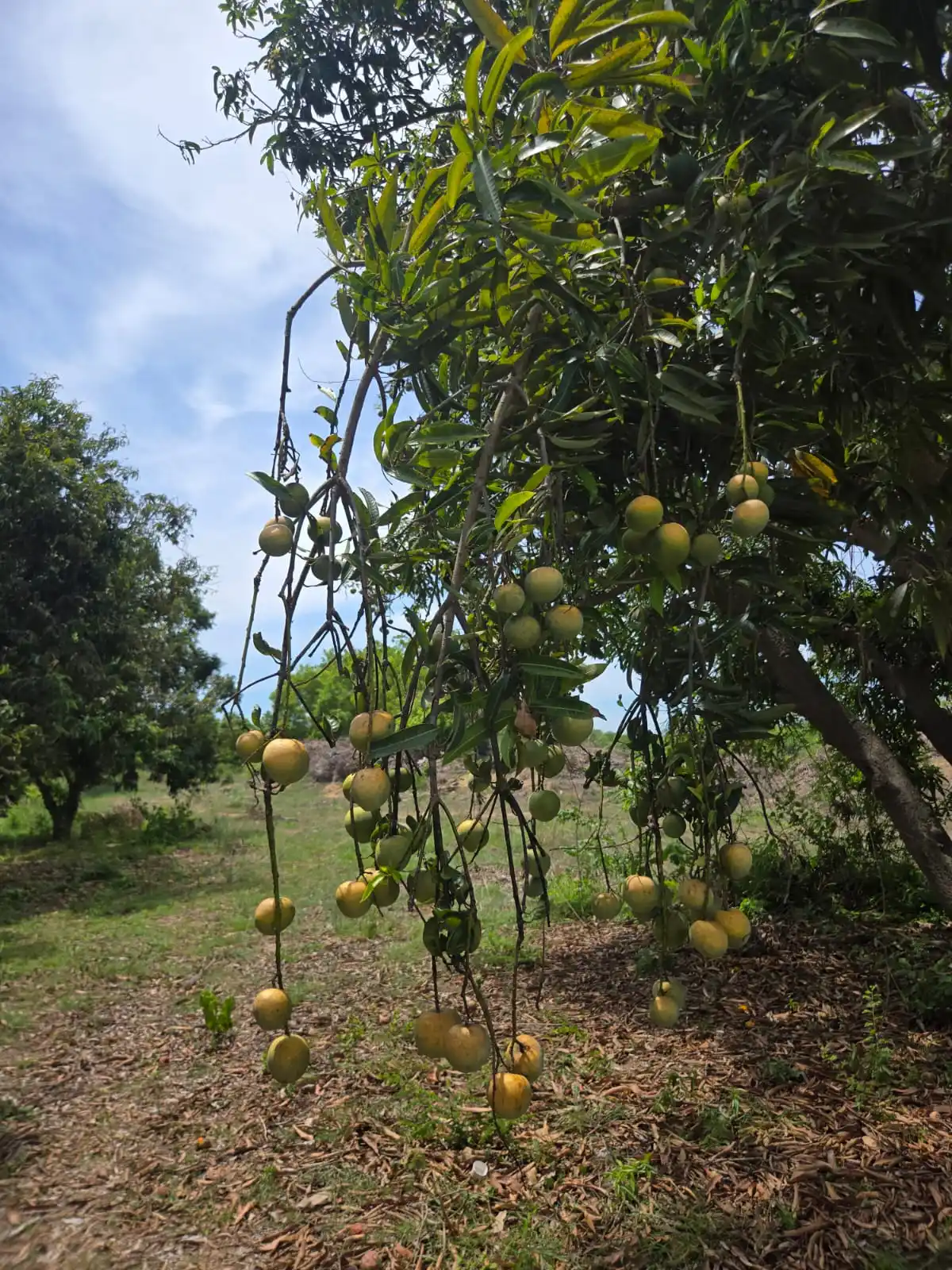 Farmland in Arcot kuppam Arcot Kuppam