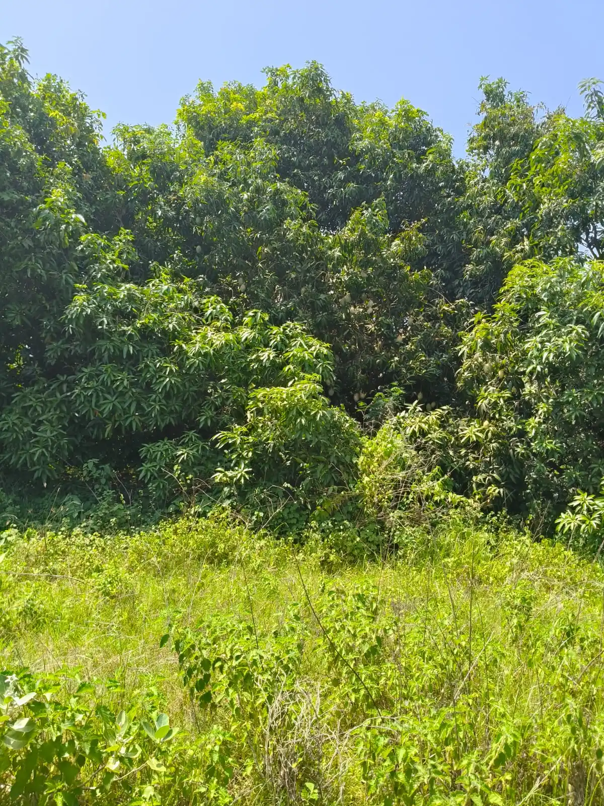 Farmland in Arcot kuppam Arcot kuppam photo 2