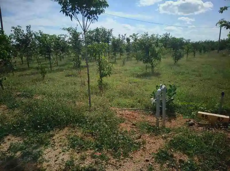 Aadhira sandalwood farm1 Thiruthani photo 3
