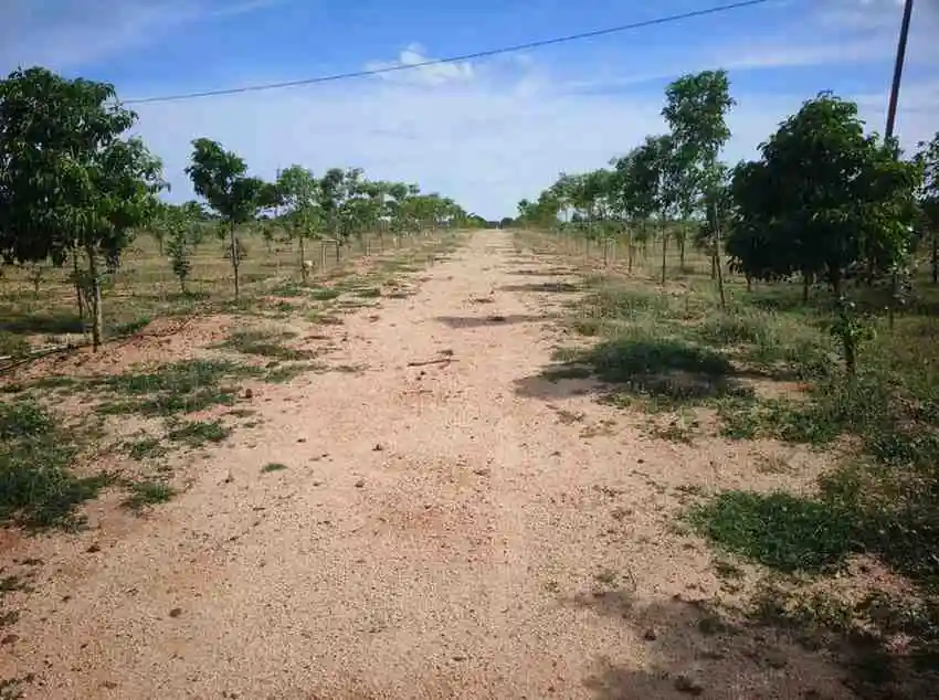 Aadhira sandalwood farm Thiruthani photo 2